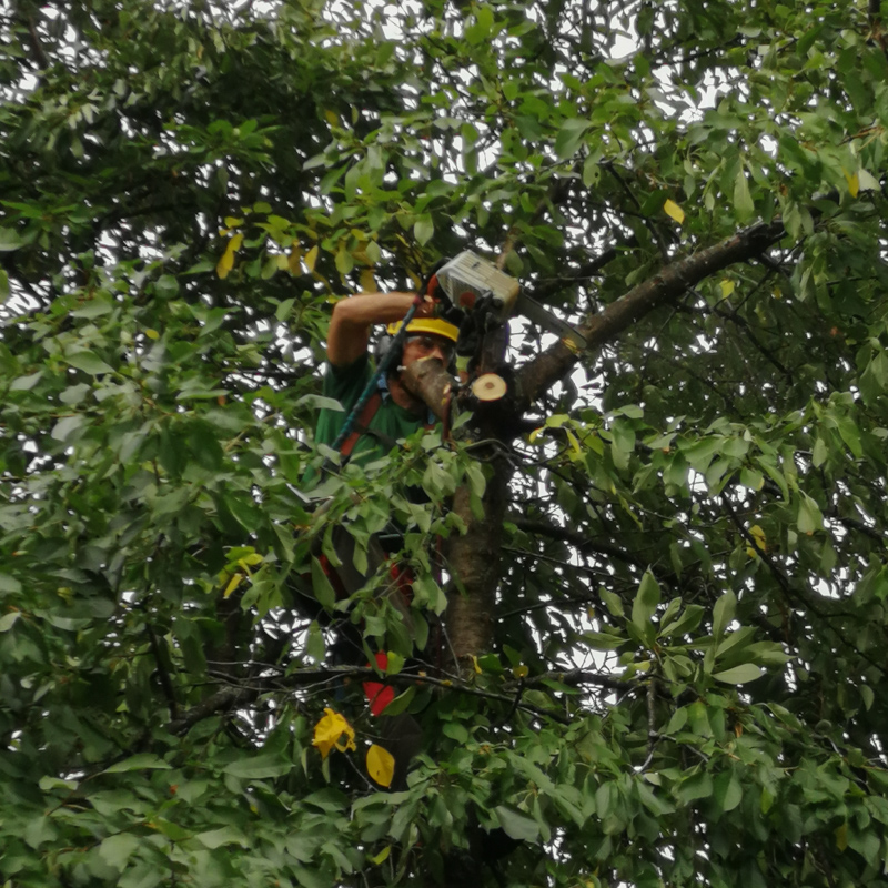 Arborista Peter Švidroň pri práci na strome